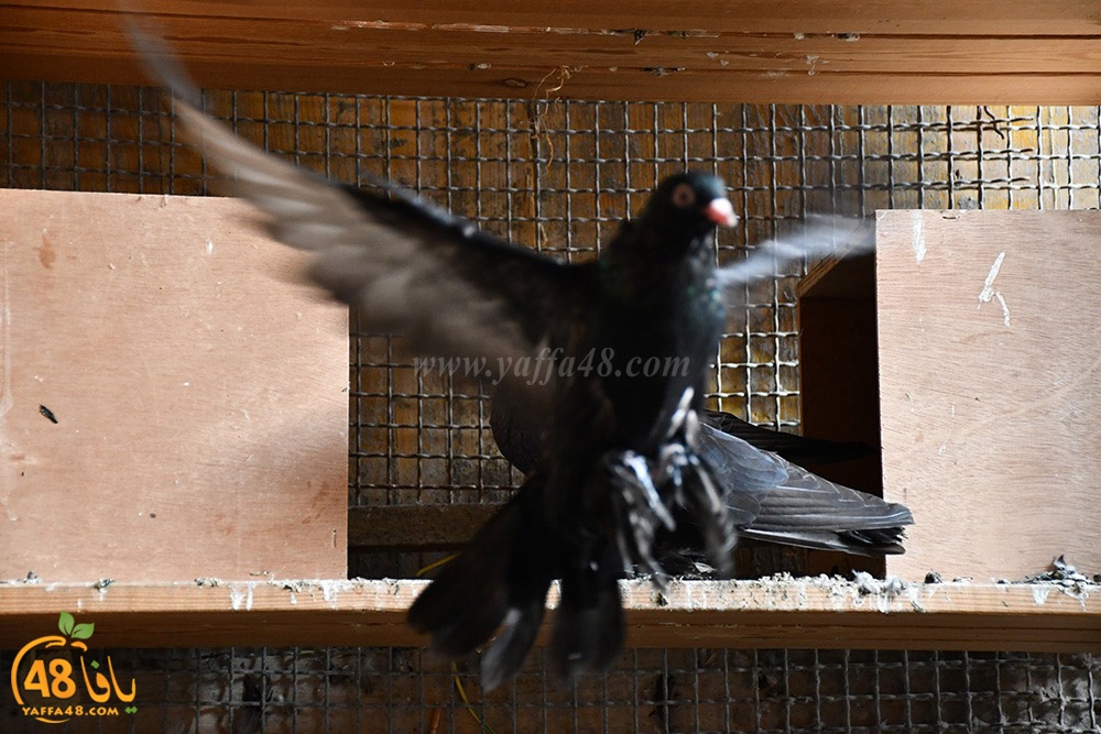 zohdi 3ashoor (40).jpeg